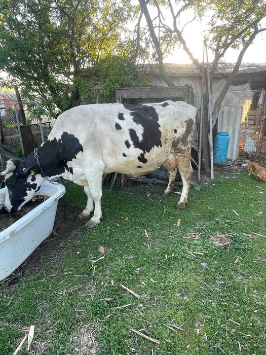 Vacă cu 4 vitei fatati.