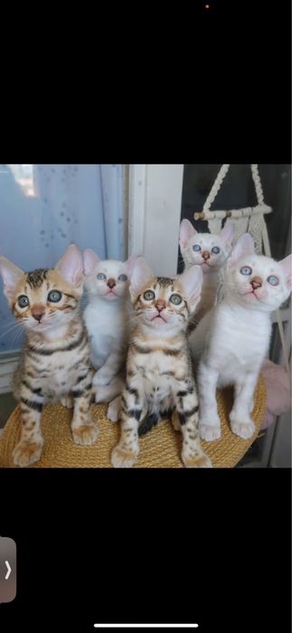Бенгалско коте на един месец