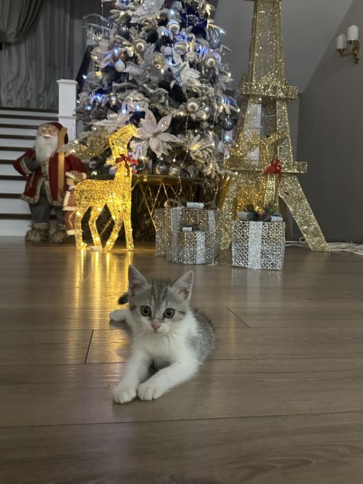 Котенок 3 месяца