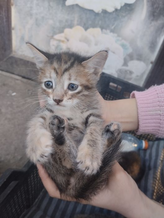 Кошки милые добрые ласковые