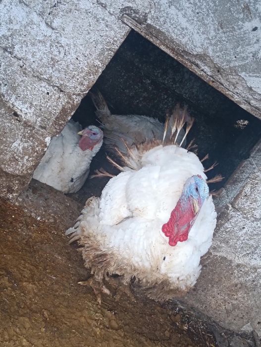 Vând curcani 30 lei kg viu