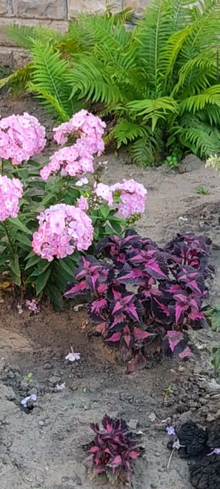 Цветы прекрасные Колеусы