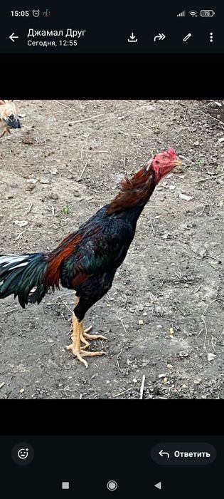 Продам даканов хороших кровей