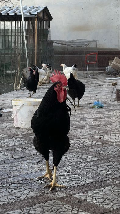 Qora shahzoda tovuq va horozlari