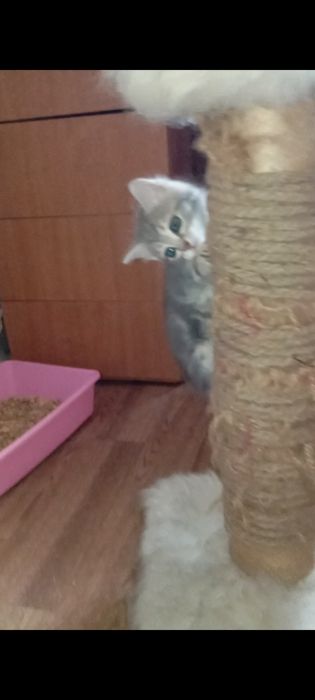 Котята 1,5 месяцев.