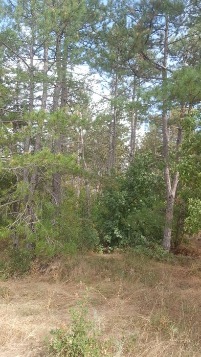 Продава се Земеделски имот в с. Оряхово, Област Хасково -  кв.м за 2000 €/дка - Снимка #2