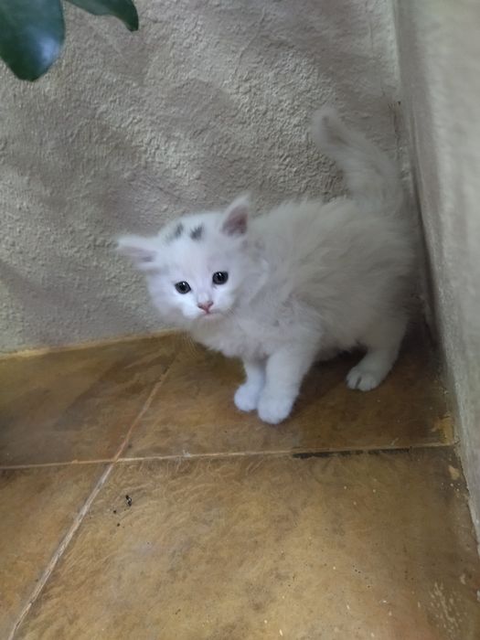 Срочно продаеться котята