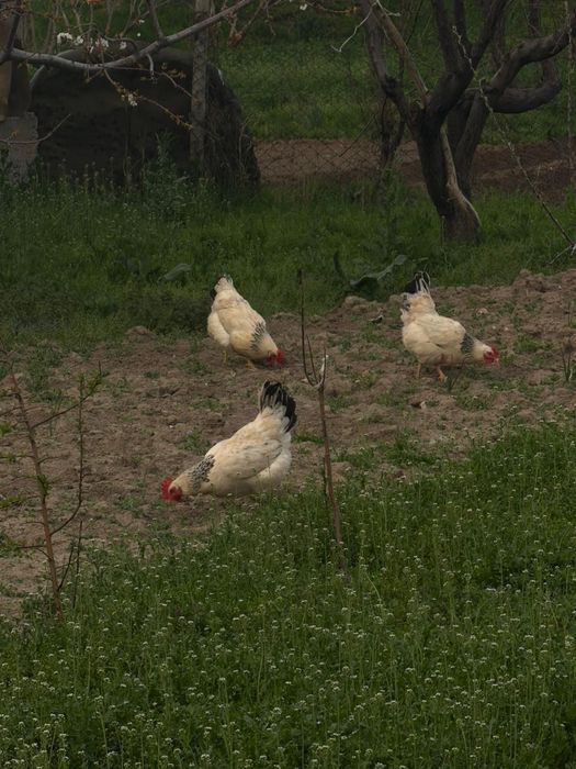 Адлер жұмыртқасы сатылады