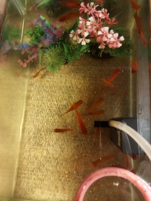 Акквариумистика ,