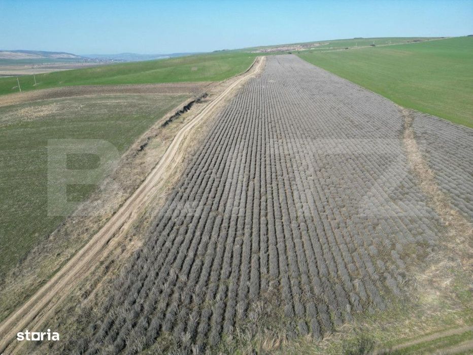 Teren de 4.5ha pretabil pentru panouri fotovoltaice, Dobrovat