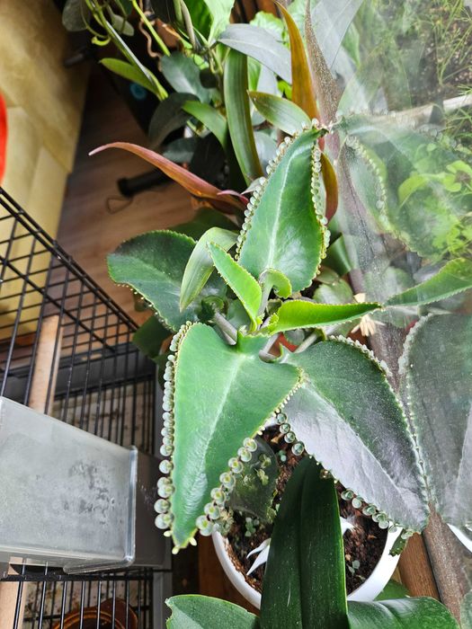 Лечебното каланхое Дегремонтиана