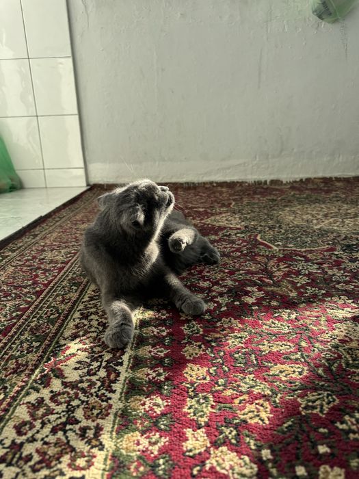 Мушук Скоттиш фолд