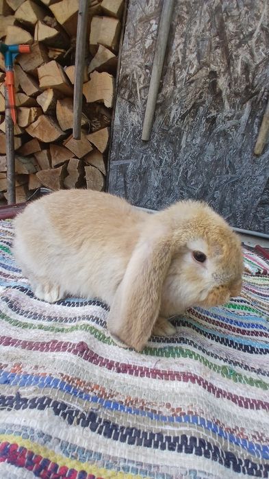 Iepurii Berbec German