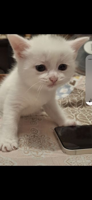 Котята 1,5мес скотиш страйт