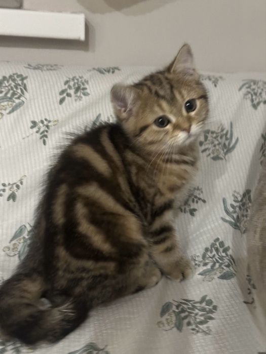 Котенок ,девочка