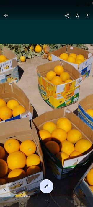 Семена Бакинка продаётся