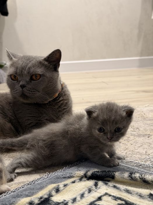 Британские котята