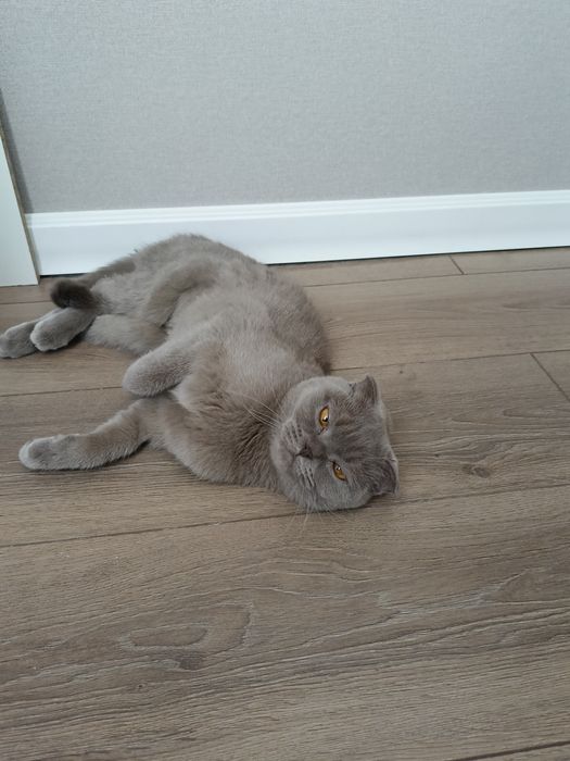 Кошка молодая кошечка