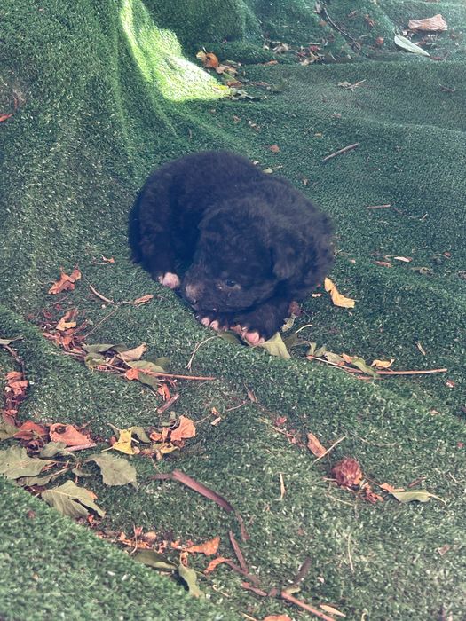 Căței spre adopție