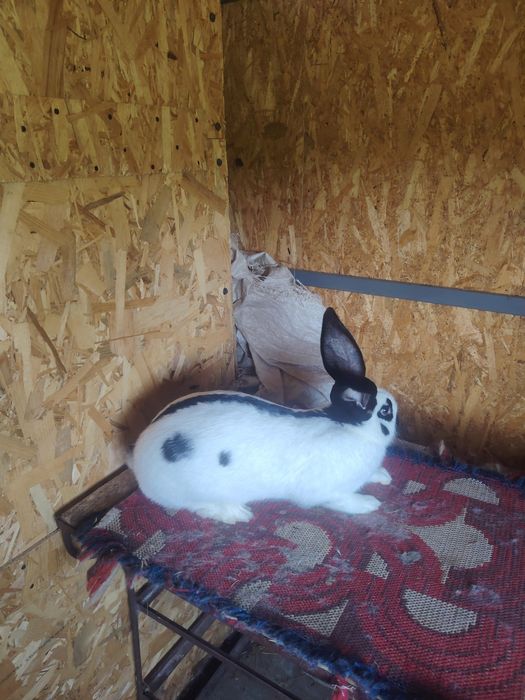 Disponibili iepuri diferite rase