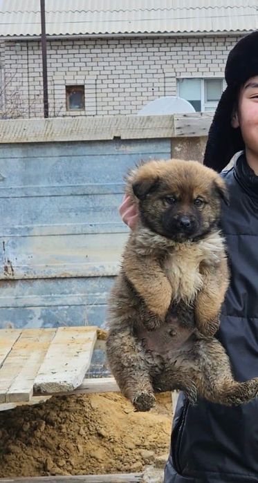 Күшік кішкентай жоғалды