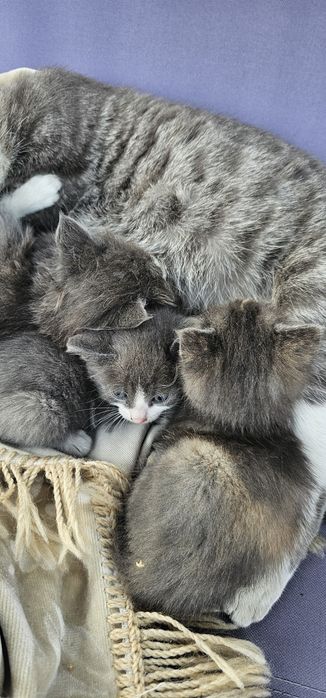 Котята ищут дом срочно