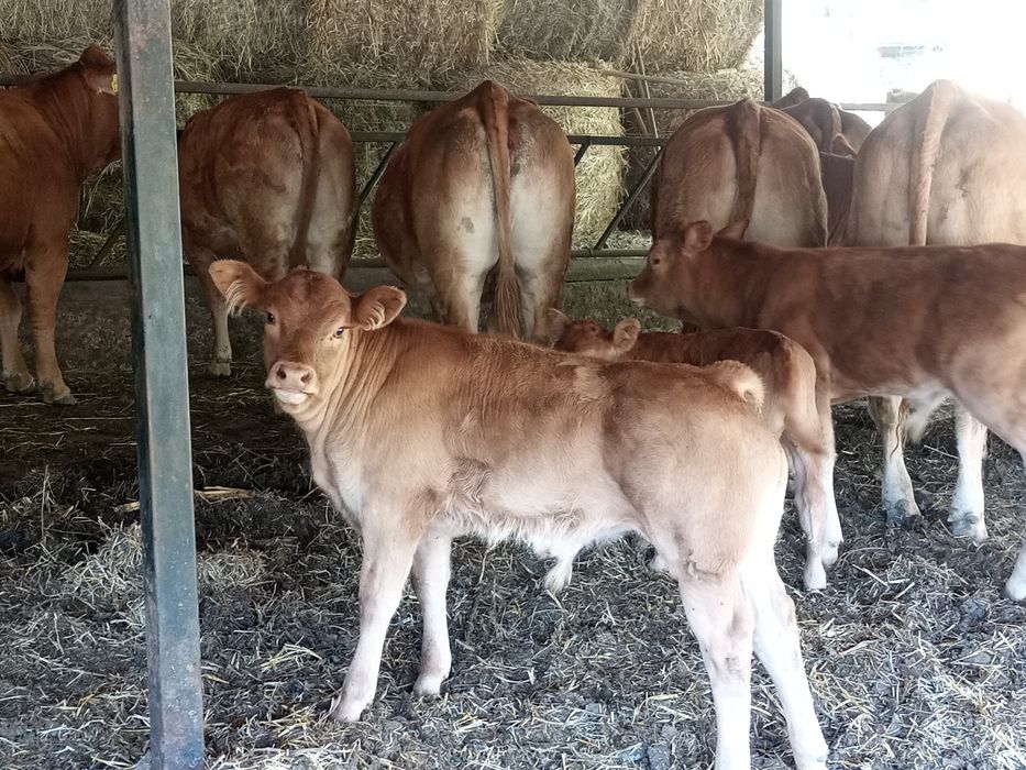 Juninci limousin gestante și fătate