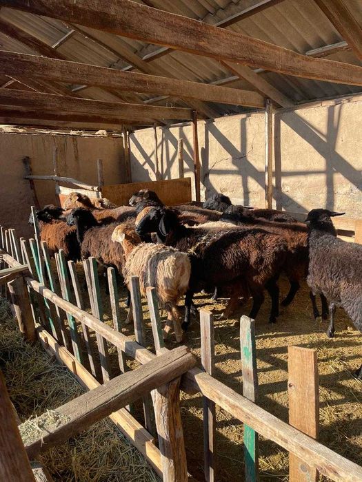 Қой тоқтылар сатылады