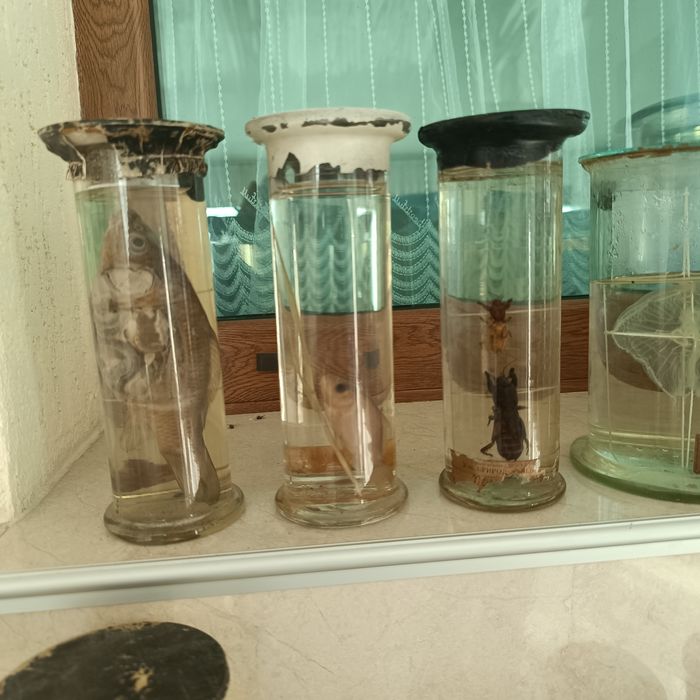 Консервирани Препарирани влечуги животни и в стъкленица