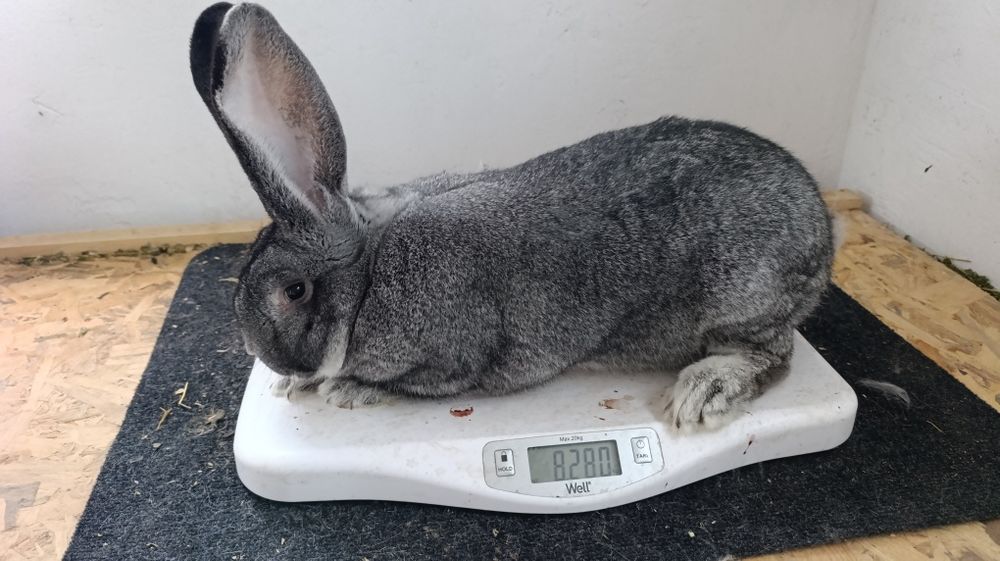 Iepuri Uriaș German Chinchilla și Fluture German