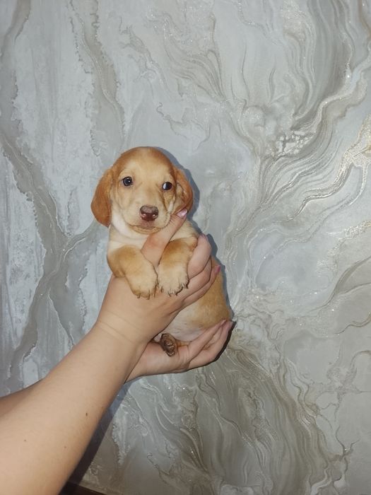 Продам щенков таксы