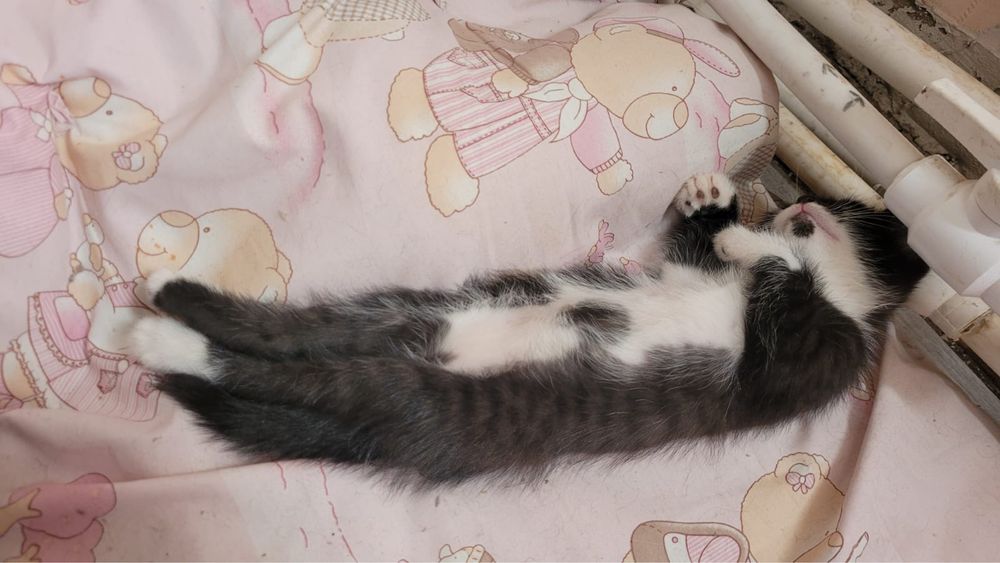 Кошка 3 месяц капризный