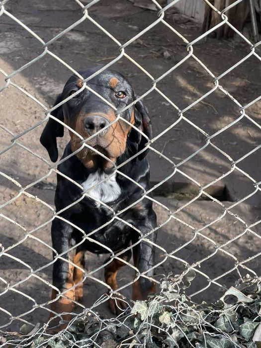 Чистокръвни мъжки български гончета