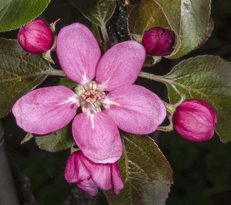 Ябълка  RedLove “Sirena”  – “ Червена луна”