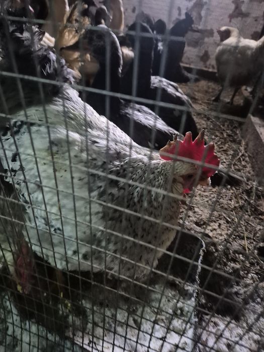 Продается селезень индоутки