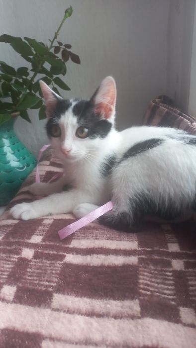 Котёнок мальчик ( очень игривый и ласковый)