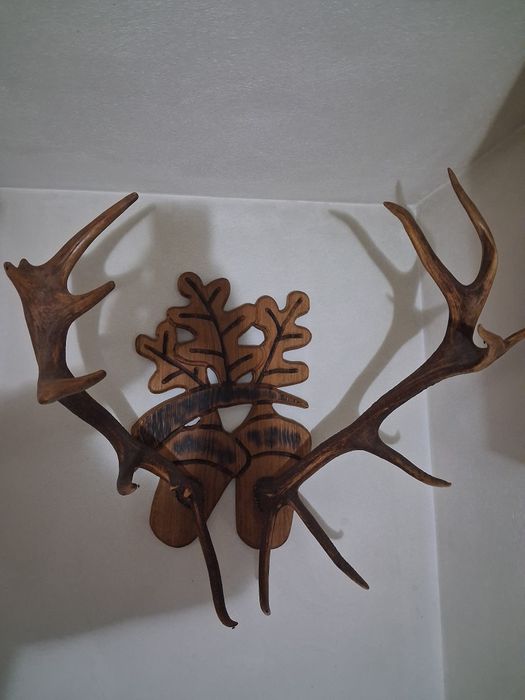 Coarne cerb cu panoplie