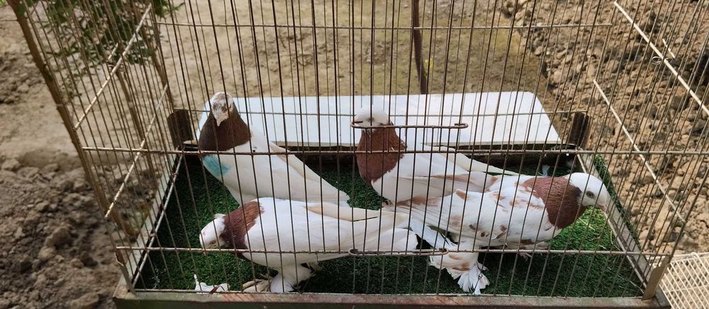 Қопқонлар копкон капкан голуб кабутар