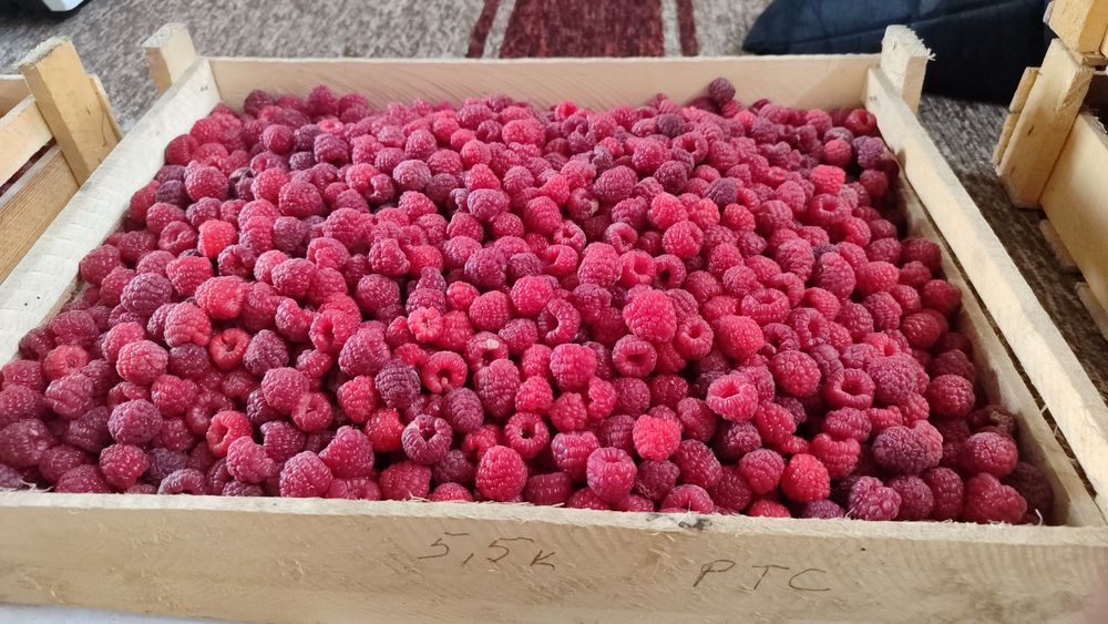 Свежесобраная малина