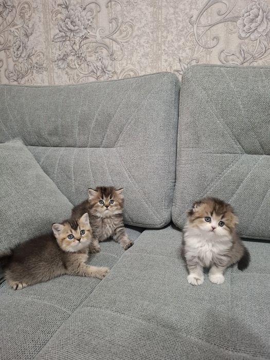 Шотландские котята