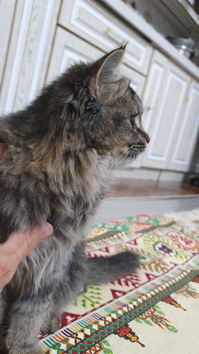 Sibrski mushuk sotiladi