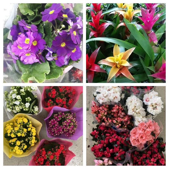 Комнатные цветы отличный подарок