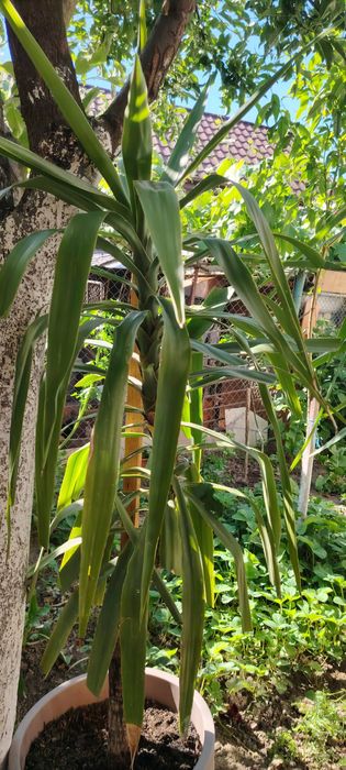Yucca planta in ghiveci