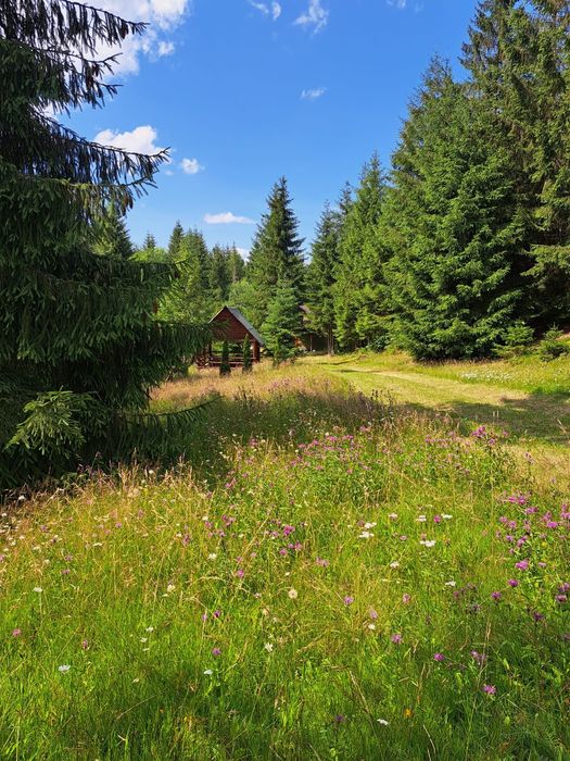 Teren și cabana de vanzare in Muntii Apuseni.