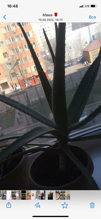 Алое лечебное алое