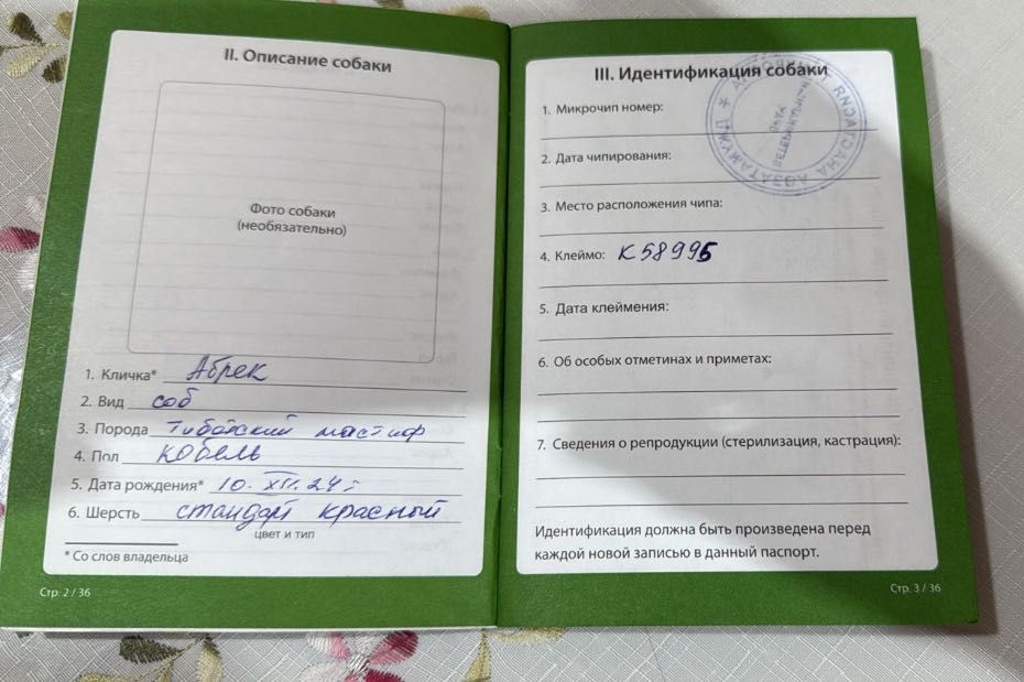 Тибетский мастиф 1 годик кабель