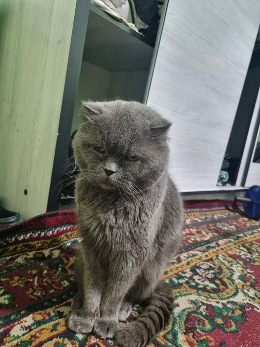 Scottish Fold mushuk sotiladi