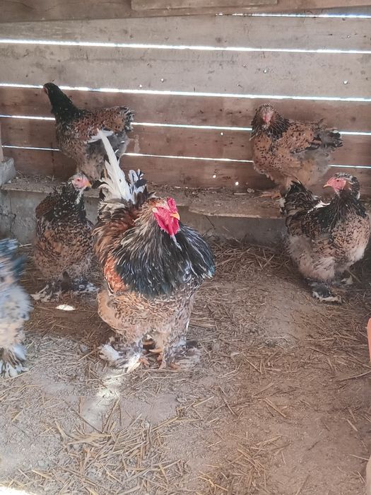 Ouă Brahma porțelan si bobat