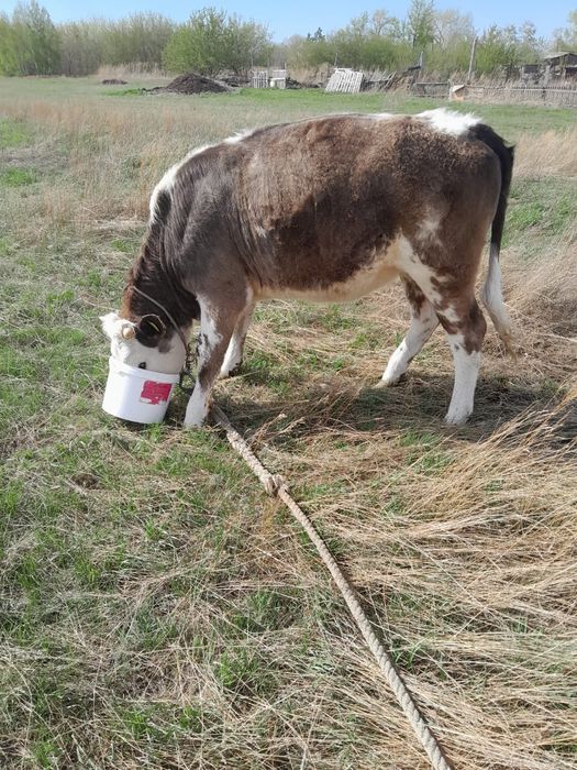 Продам телочку 1.2