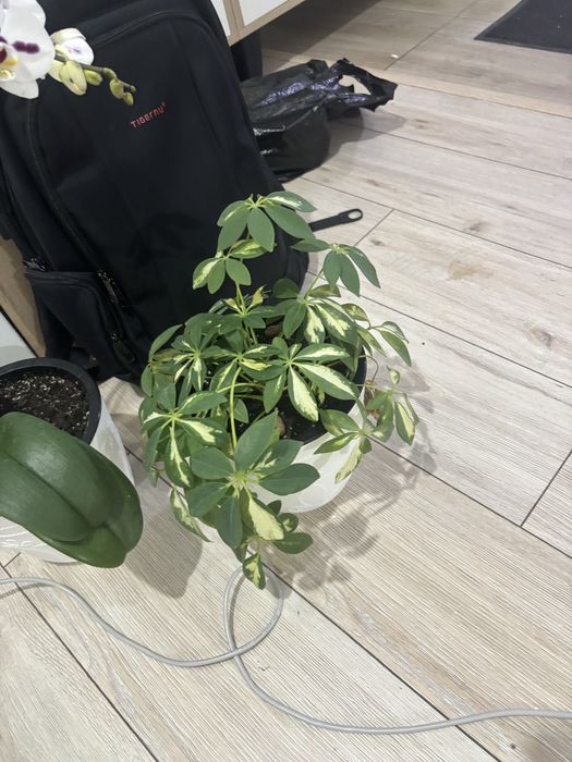 Продам орхидею и шефлеру